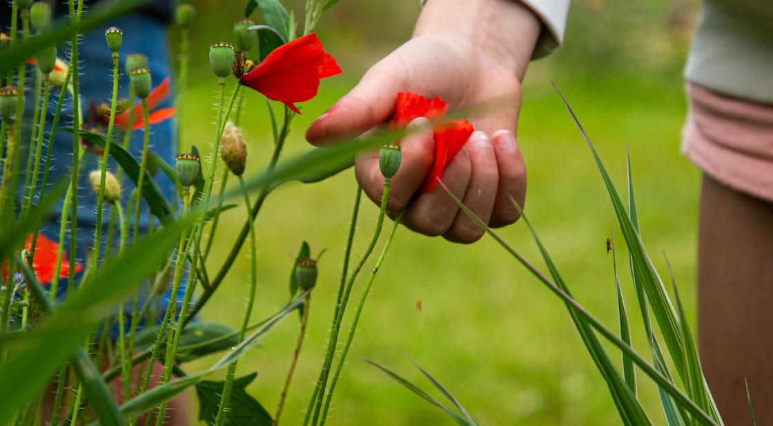 Main d'enfant qui touche une rose